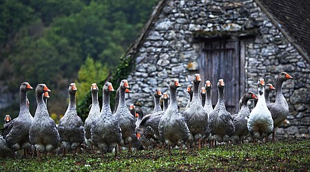 Eine Herbsttour für Genießer durchs Périgord