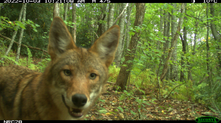 Coyotes appear to be thriving under pressure