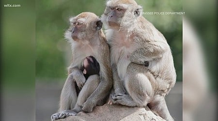 43 monkeys escape from a South Carolina medical lab