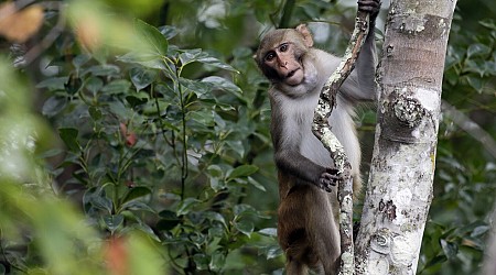 43 monkeys remain on the run from South Carolina lab. CEO thinks they're having an adventure