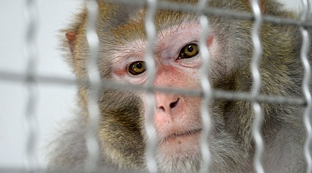 24 more monkeys found after 43 escape from South Carolina research facility