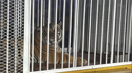 Owner of LSU's tiger substitute details trip to Baton Rouge with WBRZ