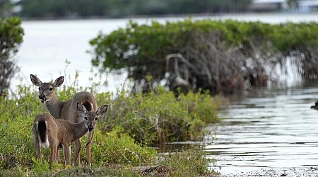 'Gone' in 25 Years: Florida's Key Deer