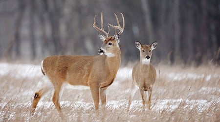 Michigan DNR enforces quiet period before firearm deer season