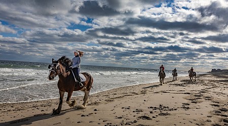 The ‘gentle giants’ of Duxbury are 10 Clydesdales, often on parade