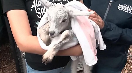 Baby goat rescued after at least four days stranded on Hawaii cliff