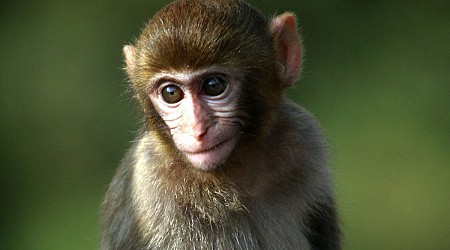 Five additional monkeys from S.C. research lab recovered; 13 remain at large