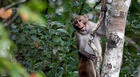 South Carolina lab recaptures 5 more escaped monkeys but 13 are still loose