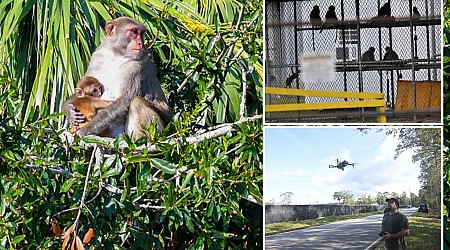 25 escaped monkeys captured in South Carolina — with 18 still on the loose