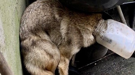 Coyote rescued from plastic jug stuck over its head in Illinois