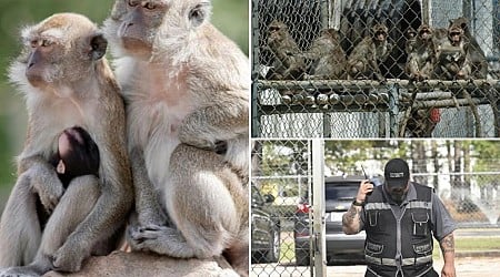 South Carolina lab recaptures 5 more escaped monkeys but 13 are still loose