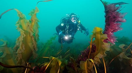 Warming seas devastate vital kelp forests in Gulf of Maine