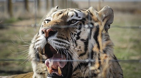 ROAR! Minnesota's Wildcat Sanctuary Expands Footprint