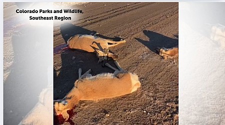 WATCH: More than 100 pronghorn dead after seeking refuge across eastern Colorado