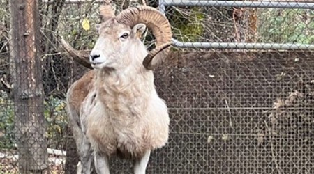 Un hombre en Estados Unidos intentó crear una oveja híbrida gigante. De momento ha terminado en prisión