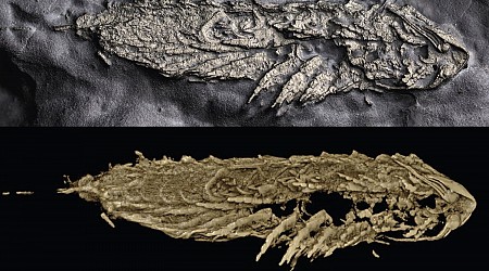 Ancient Critter Preserved in Fool’s Gold Flaunts a ‘Great Appendage’