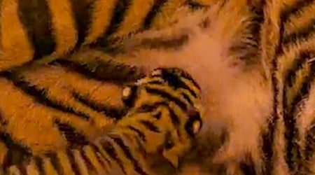 WATCH: Disney’s Animal Kingdom welcomes baby tiger