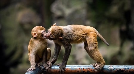 The Saga of South Carolina’s Escaped Lab Monkeys Isn’t Over Yet