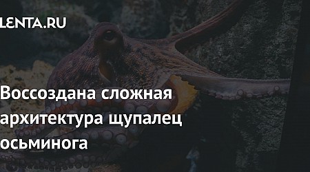 Воссоздана сложная архитектура щупалец осьминога