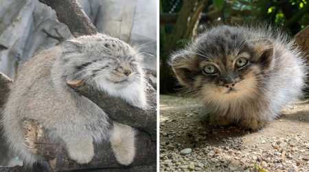 20 Pictures of Purrfect Pallas' Cats to Soften Your Arrival to the Work Week With an Adorable Abundance Floofy Fluffballs