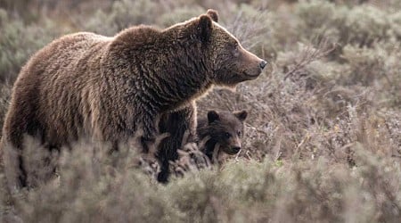 ‘World’s Most Photographed Bear’ Grizzly 399 Killed in Car Accident