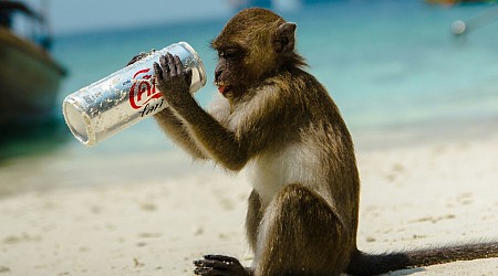 L'humain n'est pas la seule espèce à consommer de l'alcool, mais quel est l'animal qui le tient le mieux?