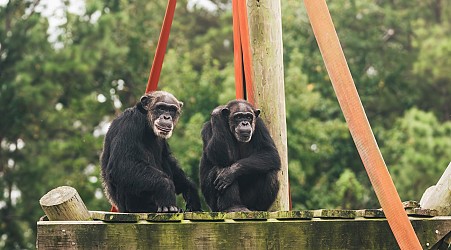 Frail chimps headed from New Mexico to Louisiana sanctuary