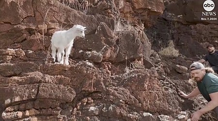 WATCH: Baby goat rescued after being stranded for days on a cliff in Hawaii