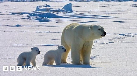 Polar bears face higher risk of disease in a warming Arctic