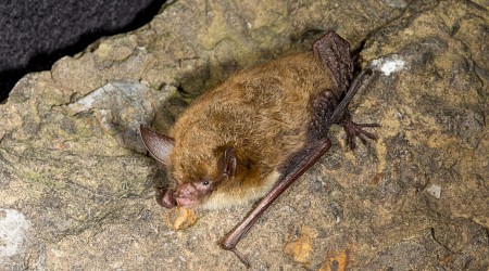 It’s Time to Vote for the Most Beautiful Bat