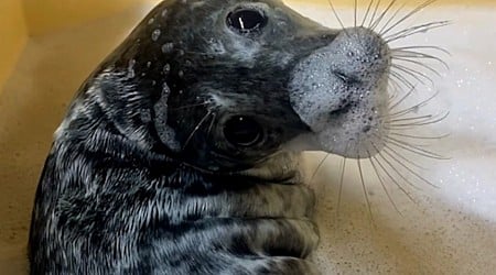 WATCH: This rescued gray seal pup takes her self-care bubble baths very seriously