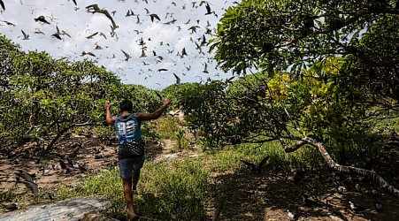 Slight progress in global biodiversity protection efforts but some species decline, new reports find