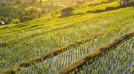 Spraying rice with sunscreen particles during heat waves boosts growth