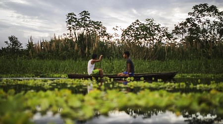 Why is an Ecuador forest petitioning for the rights to a song?