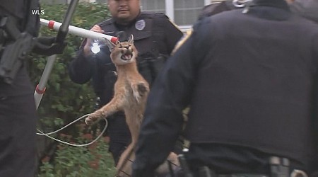 WATCH: Endangered wild cat found under Chicago suburbs home