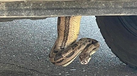 Boa constrictor stows away in undercarriage of pickup truck