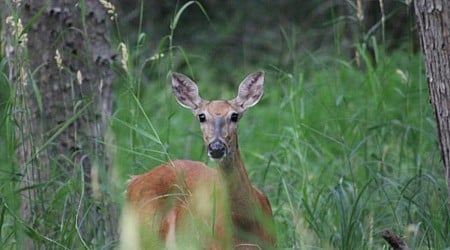 Results From Minnesota's Deer Hunting Opening Weekend