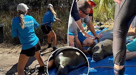 Baby manatee found stranded in Florida pond due to Hurricane Helen