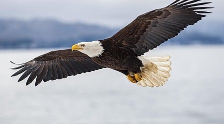 $5,000 reward offered after bald eagle shot and killed in Vermont