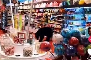 Hungry bear wanders into Tennessee candy store