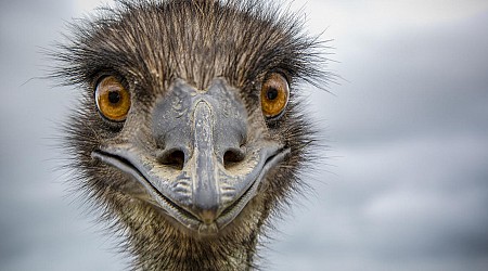 "Feral and not trained" emus Thelma and Louise on the loose in South Carolina as state's monkey search continues