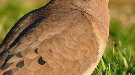 Hunters get second shot at doves beginning Friday