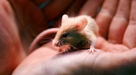 New Hampshire shelter faces enor-mouse problem after man surrenders nearly 1,000 rodents