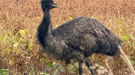 First monkeys, now emus on the run in South Carolina