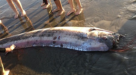 A mythical harbinger of doom washes up on a California beach