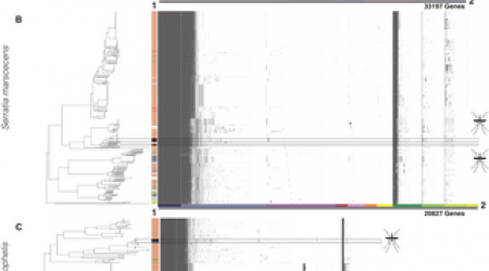 MosAIC: An annotated collection of mosquito-associated bacteria with high-quality genome assemblies