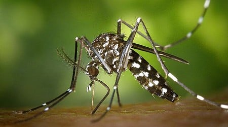 Dengue : la Guadeloupe placée en phase épidémique, les autorités craignent "un nombre élevé de cas"