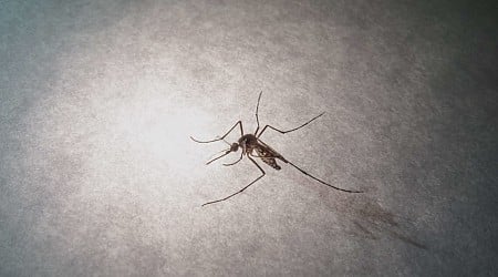 Santé. L'épidémie de dengue déclarée en Guadeloupe, de nombreux cas attendus