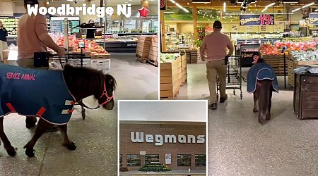 Horse spotted 'shopping' at NJ Wegmans supermarket