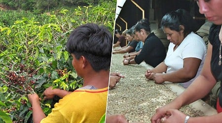 Durante milenios, el café solo se ha podido cultivar en los trópicos y en altitud. El cambio climático lo está cambiando